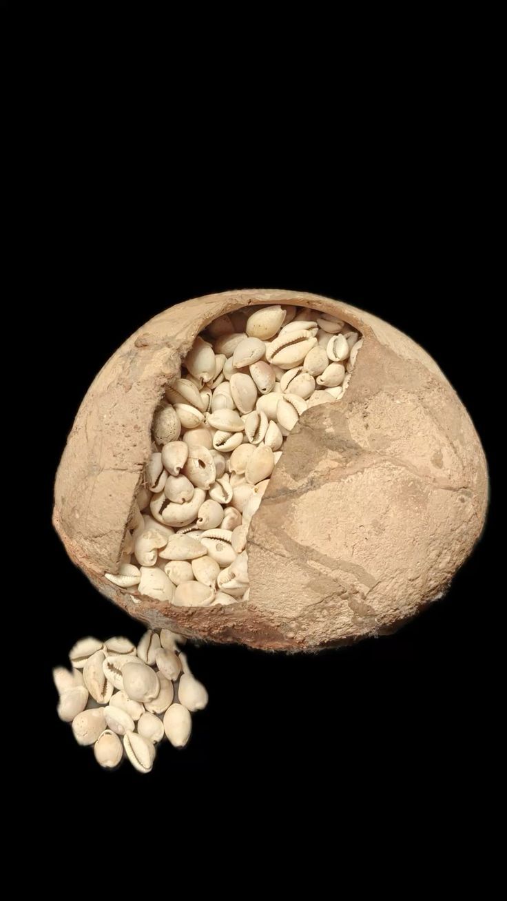 A medieval hoard of cowrie-shell currency (kauris) of the same kind used across India in Gopinatha Pattanayaka's era, including the 200,000 kahanas of cowries he fell short of in the Gajapati treasury; this particular hoard is from Vadnagar