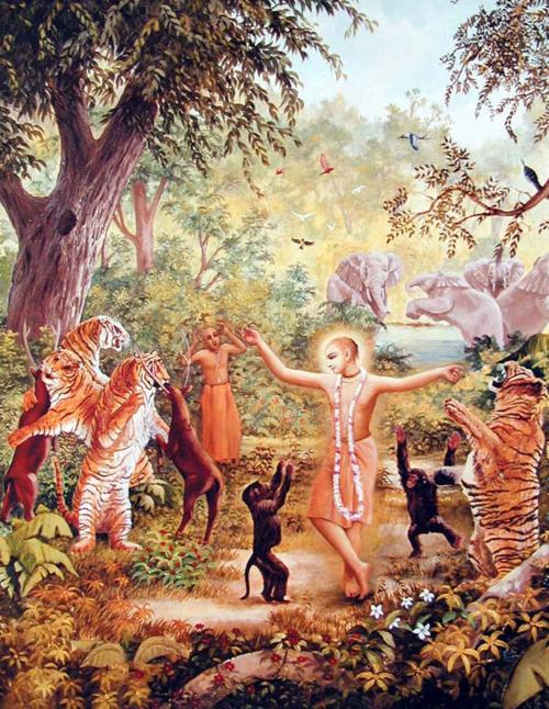 Devotional painting of Sri Chaitanya Mahaprabhu dancing with wild animals in the Jharikhanda forest during His South Indian travels, a period when devotees including Jagadananda Pandita suffered intensely from separation from Him.