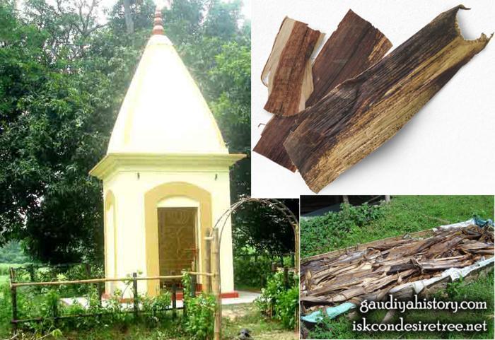 Photo collage: the small shrine at Shridhara Angan marking Kholavecha Shridhara's old home in Mayapur, alongside close-up photos of dried banana-tree bark (khola), the material he sold for a living.