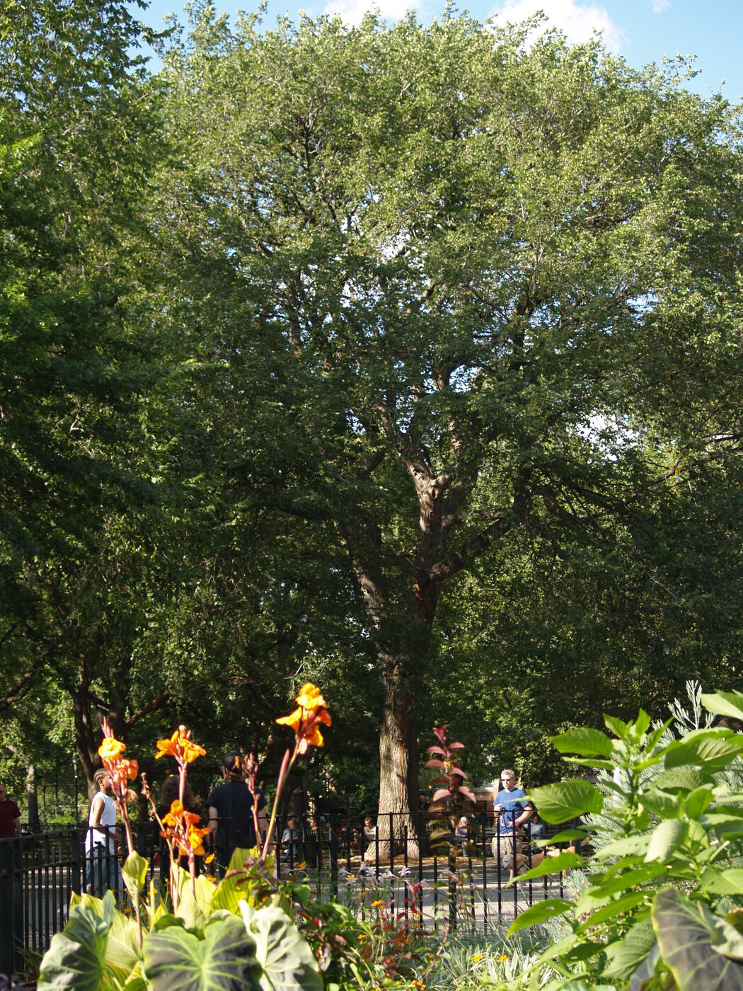 The American elm in Tompkins Square Park, New York, beneath which Srila Prabhupada led his first outdoor public kirtan in America in 1966; photographed in 2008.