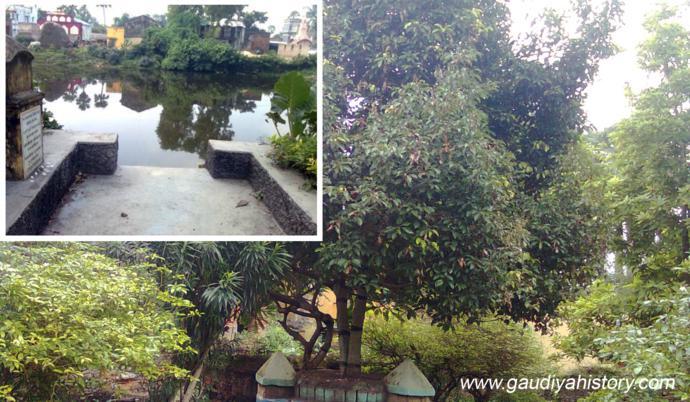 The Madhu Pushkarini pond and kadamba tree at Srikhanda, associated with Raghunandana Thakura and Narahari Sarakara Thakura's own pastimes there.